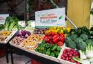 ¡Vuelve Agroexpo! El evento que impulsa al campo colombiano y latinoamericano