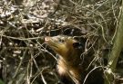 Colombia y el sur global serán protagonistas frente al manejo de la información sobre Biodiversidad