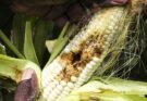 Cultivos sanos, alimentos seguros